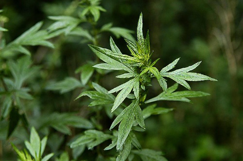 端午节有在家门前悬挂艾草的习俗。在民间传说中,这种草是神仙的宝剑。